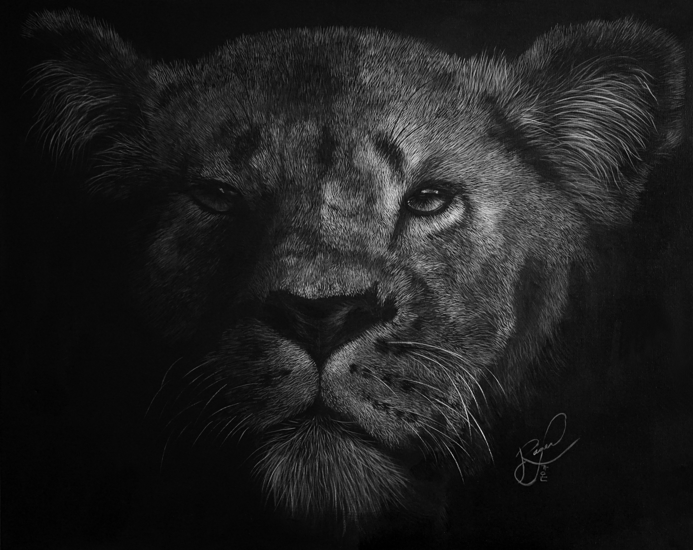 Lioness study, independent wildlife artwork by Ashley Rader